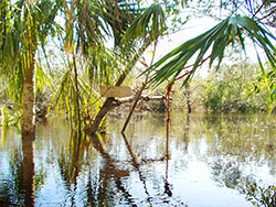 Car Wash in the Hurrican Wilma
