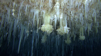 Bahamas 2012, Abaco, Ralphs Cave, Roses