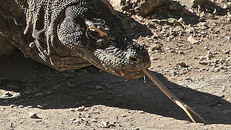 Indonesia - Komodo Waran