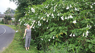 Indonesia - angel trumpets