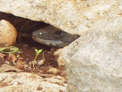 Cenote Dos Palmas/ Iguana
