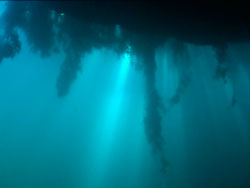 Cenote Angelita, back light...