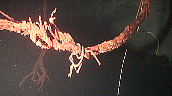 Schieferstollen Schwalefeld