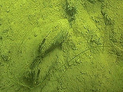 Teichmuscheln-  ca.10 cm!